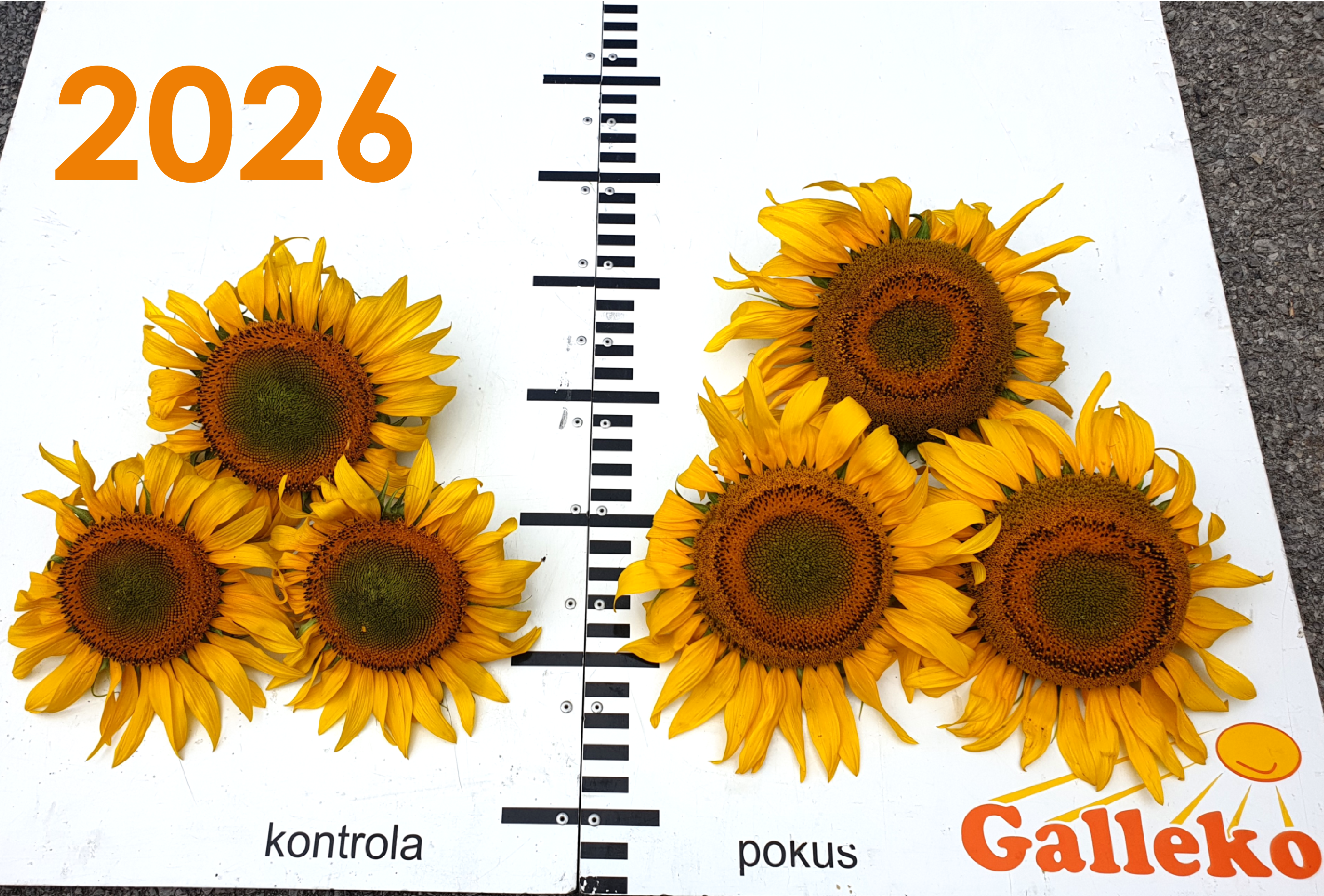 Vitalita a produkce slunečnice