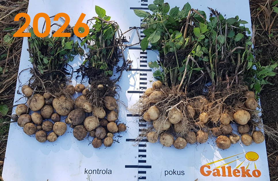 Galleko a jeho př&iacute;nos při pěstov&aacute;n&iacute; brambor