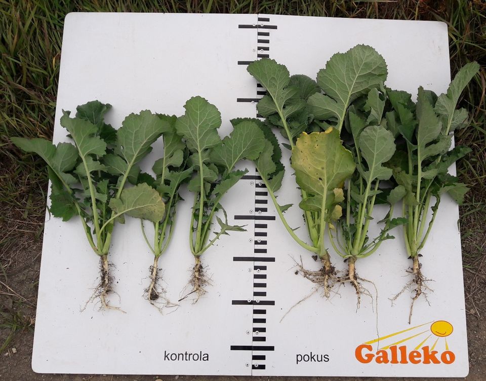 použit&iacute; Galleko Kořen na stav rostlin ozim&eacute; řepky po 24